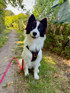 Photo de galerie - Garde chien