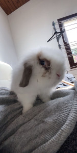 Photo de galerie - Garde d’un petit lapin prénommé Titou 