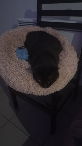 Photo de galerie - Garde chat