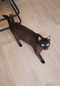 Photo de galerie - Un minou gardé chez lui !