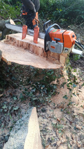 Photo de galerie - Abattage d'un gros hêtre