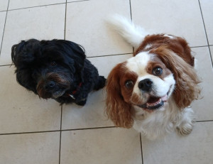 Photo de galerie - Garde chien