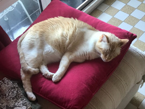 Photo de galerie - Bonne sieste après un bon repas.