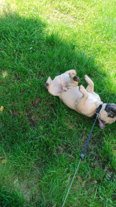 Photo de galerie - Garde chien