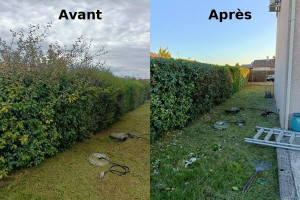 Photo de galerie - Taille de haies et d'arbustes