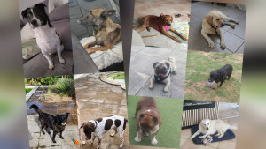 Photo de galerie - Miky, Kira, usi, tokia, pensé, kiara, tommy, ulyss, Rosalie, Roméo.