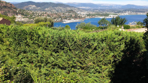 Photo de galerie - Haie de cyprès à tailler.