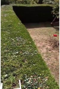 Photo de galerie - Taille de haies et d'arbustes