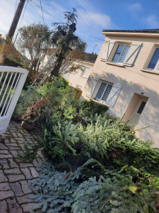 Photo de galerie - Elagage et coupe d'arbres