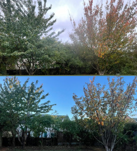 Photo de galerie - Taille d'arbustes et d'une haie champêtre 