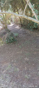 Photo de galerie - Nettoyage du sous-bois 