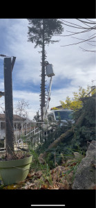 Photo de galerie - Elagage et coupe d'arbres