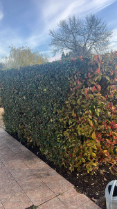 Photo de galerie - Taille de haie et nettoyage 