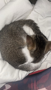 Photo de galerie - J’ai gardé un chat d’une durée de trois semaines et il a été très heureux. Ses propriétaires ont été super contents de laisser leur chat en sécurité.