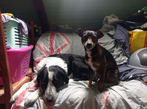 Photo de galerie - Garde d’animaux de voisins et de la famille