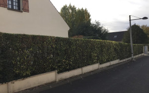Photo de galerie - Taille de haie 