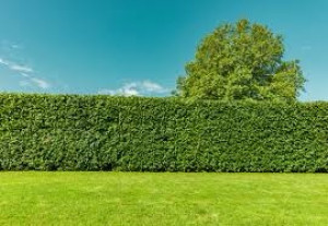 Photo de galerie - Taille haies 