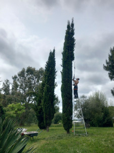Photo de galerie - 
remise au propre des sapins