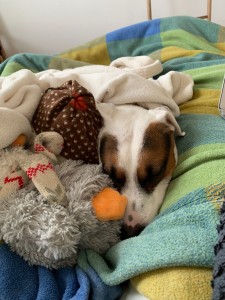 Photo de galerie - Voici une photo de réalisation proposée pour un Voisin