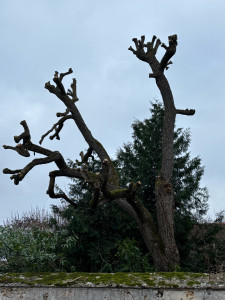 Photo de galerie - Élagage et coupe d’arbres