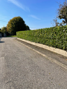 Photo de galerie - Taille de haies et d'arbustes