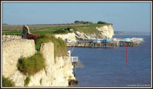 Photo de galerie - La falaise du Caillaud, Talmont sur Gironde 














 











