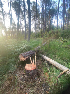 Photo de galerie - Elagage et coupe d'arbres