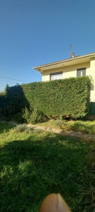 Photo de galerie - Haie de tuyas de 2m de haut.