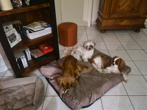 Photo de galerie - Mes 3 petites louloutes