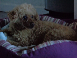 Photo de galerie - Ma chienne tranquilou !