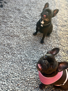 Photo de galerie - HADES & GATO 