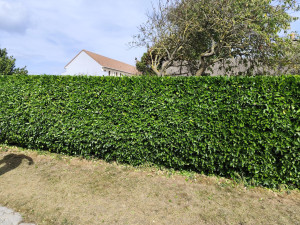 Photo de galerie - Taille de haie 