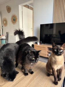 Photo de galerie - Garde chat