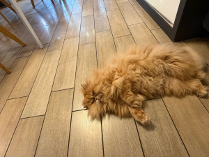 Photo de galerie - Garde de chat 