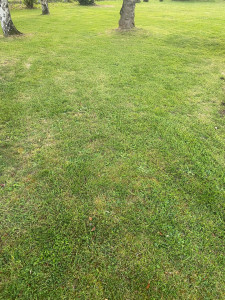 Photo de galerie - Tonte d’un jardin de 3000m2 avec finition autour des arbres