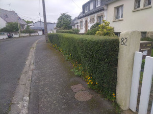 Photo de galerie - Taille de haies et d'arbustes