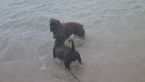 Photo de galerie - Garde chien