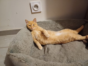 Photo de galerie - Pumpkin au repos