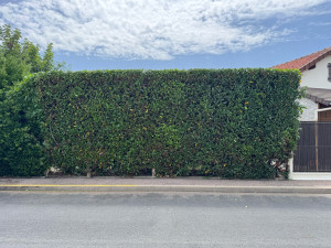 Photo de galerie - Taille de haies et d'arbustes