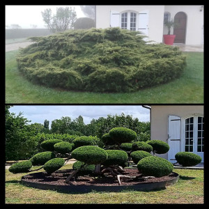 Photo de galerie - Taille d'un juniperus