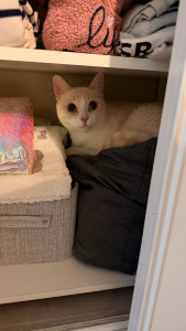 Photo de galerie - Tommy, un chat tres curieux 