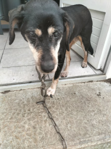 Photo de galerie - Garde chien