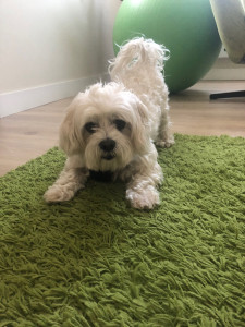 Photo de galerie - Jeu avec Oggy le coquin 