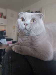 Photo de galerie - Tyson, magnifique Scottish Fold de 8 mois. Un chat parfait ! 