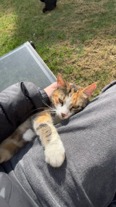 Photo de galerie - Garde chat 