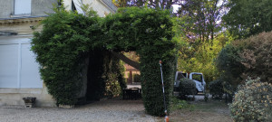 Photo de galerie - Taille de jasmin