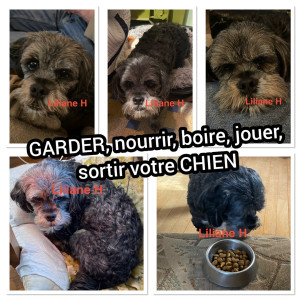 Photo de galerie - GARDER, nourrir, boire, jouer, sortir votre CHIEN