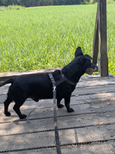 Photo de galerie - Garde chien