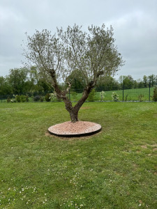 Photo de galerie - Plantation d’un Olivier 