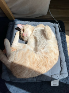 Photo de galerie - Garde de chat durant 2 semaines à mon domicile. 